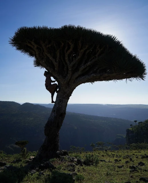 Person climbing a Dragon Blood Tree, its canopy silhouetted against the sky in a lush, mountainous landscape on Socotra Island.