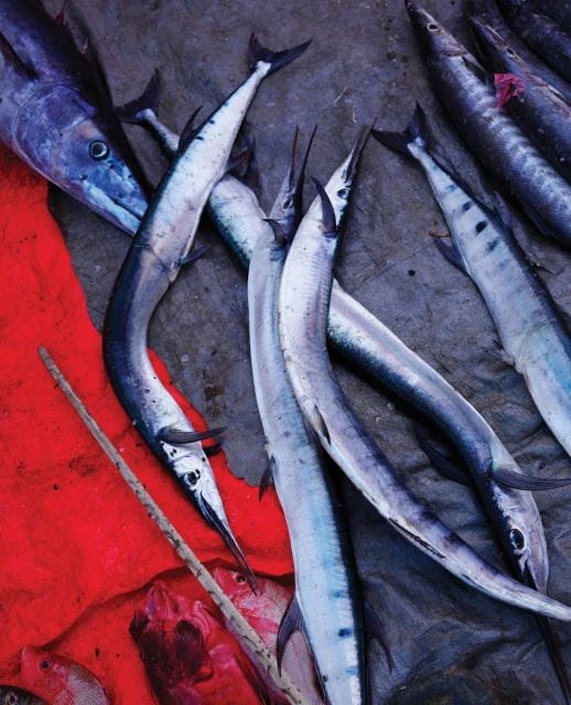 Freshly caught needlefish and barracuda displayed on a gray and red surface, showcasing their unique elongated bodies and silvery coloration.