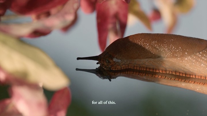 Macro shot of a brown slug with black eyes on a reflective surface, pink flowers visible in the blurred background.