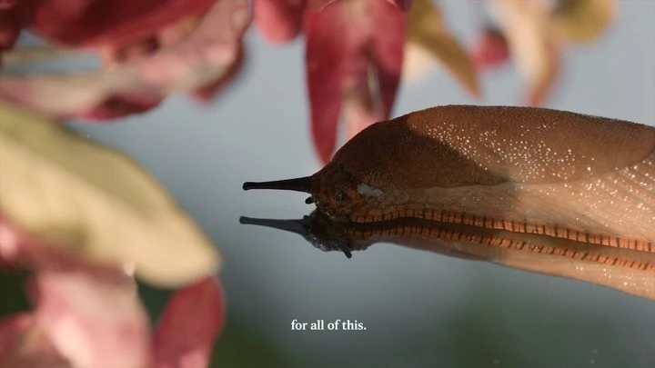 Macro shot of a brown slug with black eyes on a reflective surface, pink flowers visible in the blurred background.