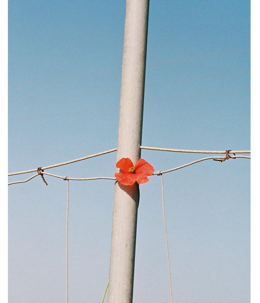 Close-up of a single red poppy flower centered on a weathered grey metal pole with a simple wire fence against a bright blue sky backdrop.