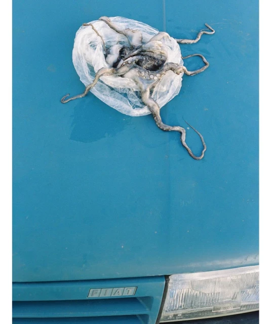 An octopus rests in a clear plastic bag on the hood of a light blue Fiat, captured in a close-up shot that highlights its unique texture.
