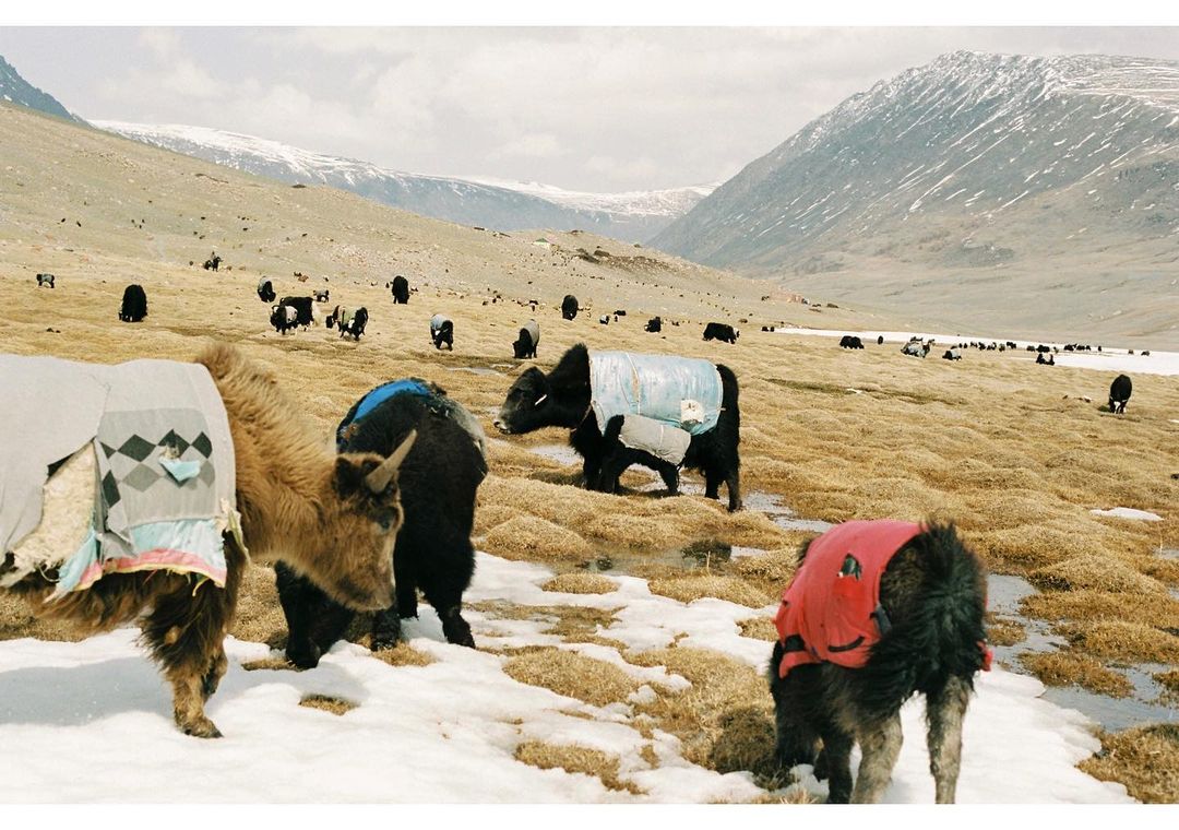 Herd of yaks with blankets grazing on grassy plains with snow patches in a mountain valley on a cloudy day in a natural environment.