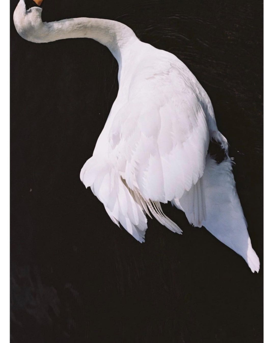 Elegant white swan gliding on dark water, showcasing its pristine feathers and graceful form against a serene, monochromatic backdrop.