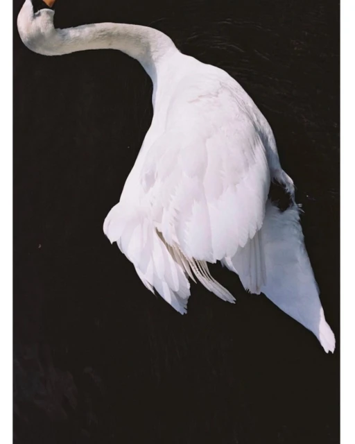 Elegant white swan gliding on dark water, showcasing its pristine feathers and graceful form against a serene, monochromatic backdrop.