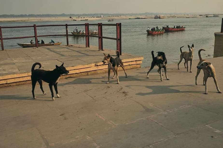 Group of stray dogs on a concrete platform along a riverbank in India, with boats and buildings visible in the background on a sunny day.