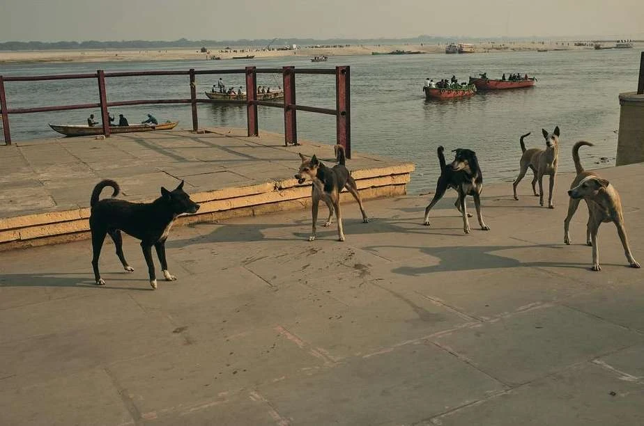 Group of stray dogs on a concrete platform along a riverbank in India, with boats and buildings visible in the background on a sunny day.