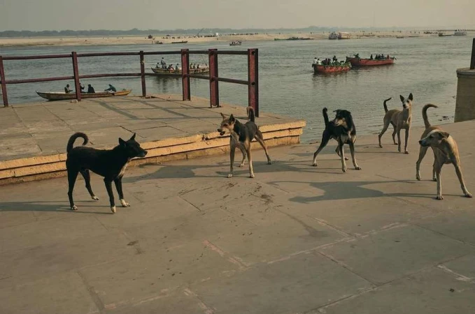 Group of stray dogs on a concrete platform along a riverbank in India, with boats and buildings visible in the background on a sunny day.