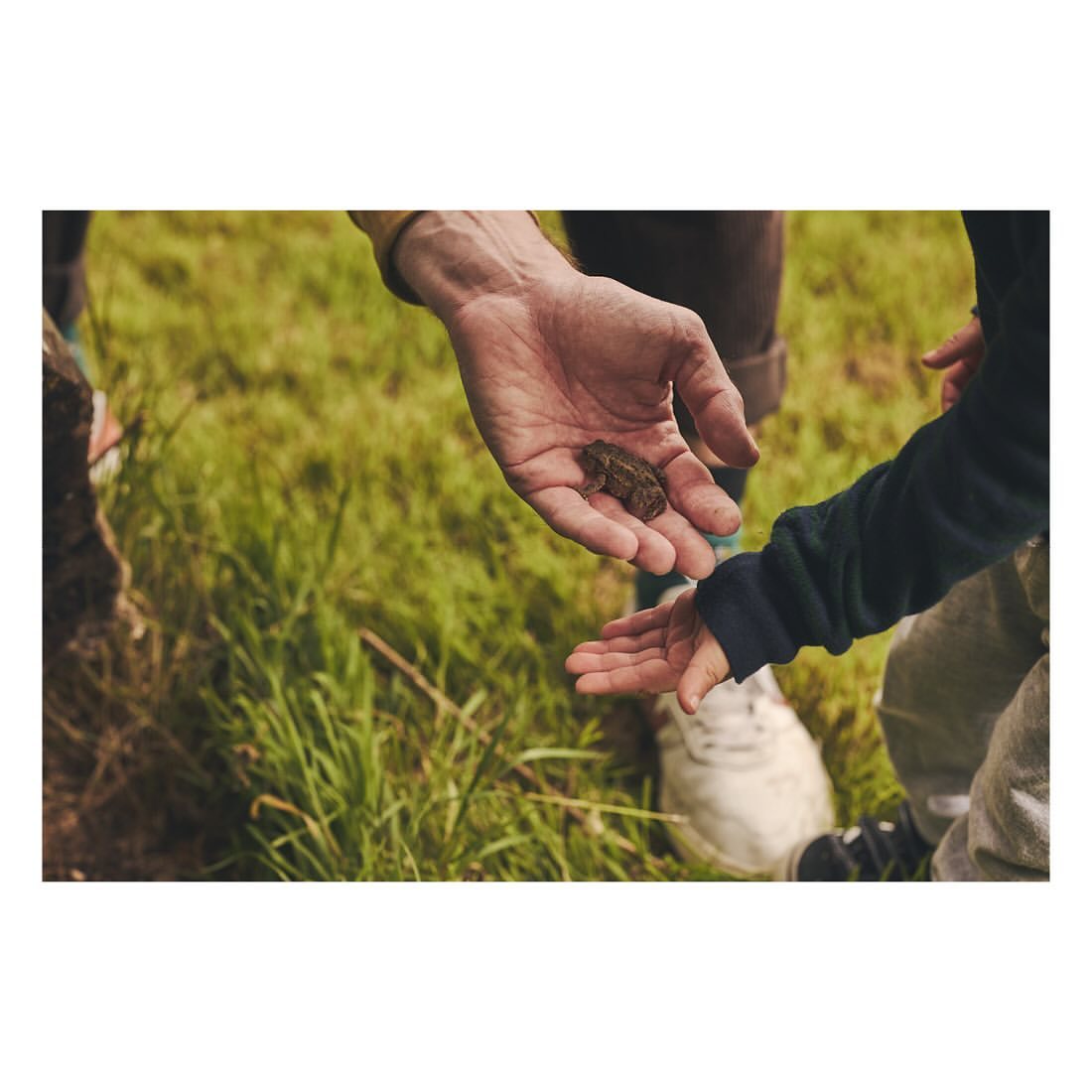Child and adult hands interacting outdoors with a small brown frog, surrounded by green grass in a natural setting.