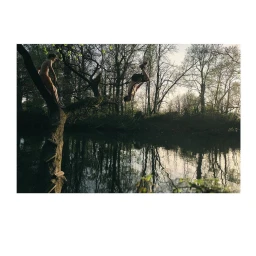 Man mid-air flipping into water from a tree branch with another man seated on the tree, captured by Will Hartley.