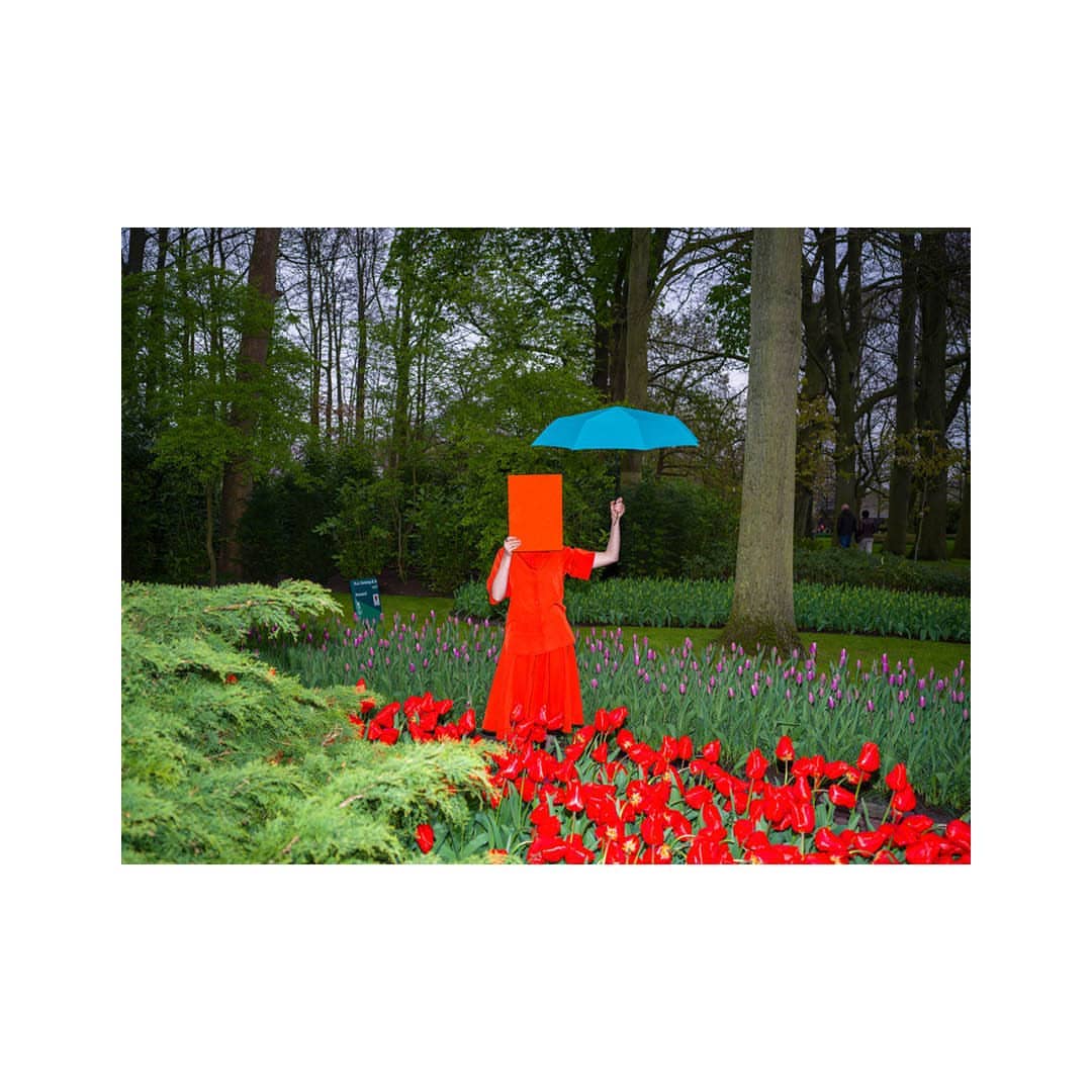 Person in red dress with orange box on head and blue umbrella standing in tulip garden with trees in background on overcast day.