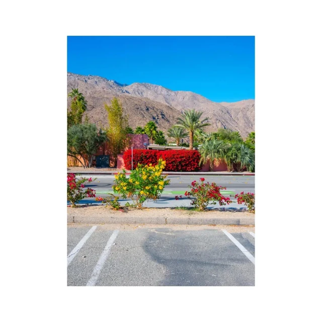 Palm Springs landscape featuring colorful flowers, palm trees, and mountains under a clear blue sky, viewed from a parking area.