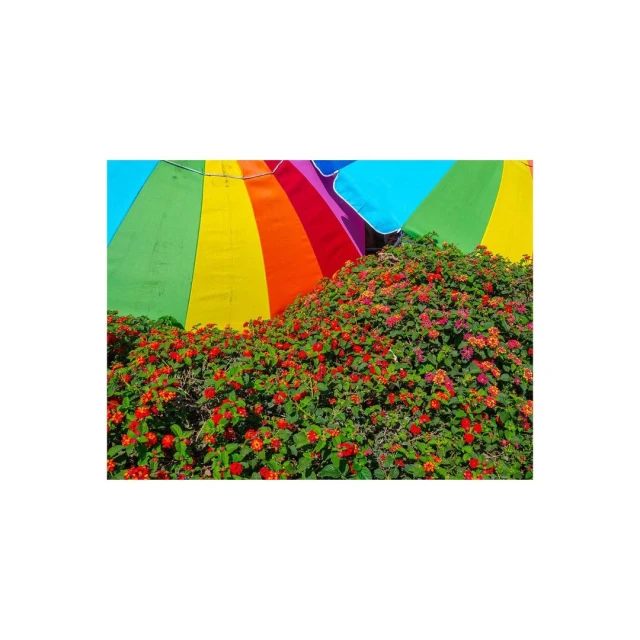 Colorful photograph of a lush green flowering bush beneath rainbow-colored beach umbrellas creating a vibrant and eye-catching display.