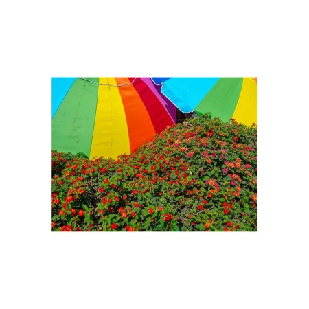 Colorful photograph of a lush green flowering bush beneath rainbow-colored beach umbrellas creating a vibrant and eye-catching display.