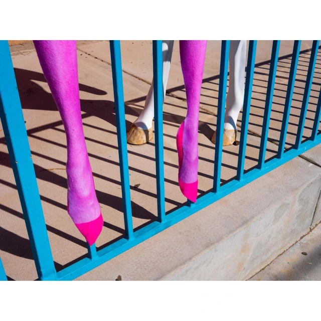 Whimsical image of a white horse with bright pink lower legs, standing behind a blue metal fence, casting shadows on concrete.