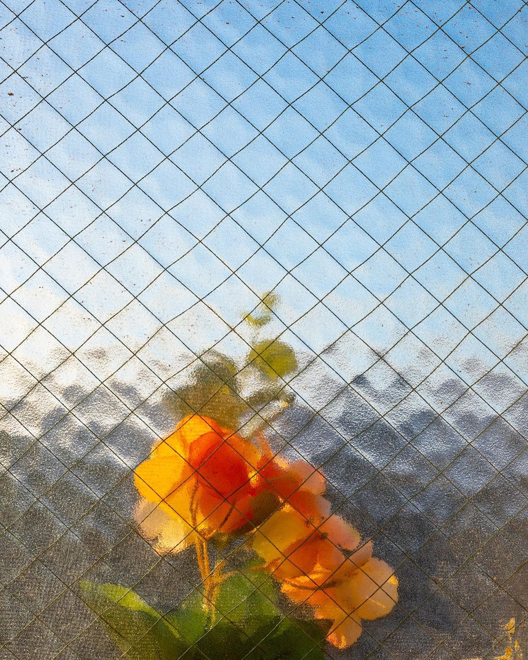 Close-up of peach roses behind a wired glass window, creating a textured, dreamy effect with a blend of soft colors and diffused light.