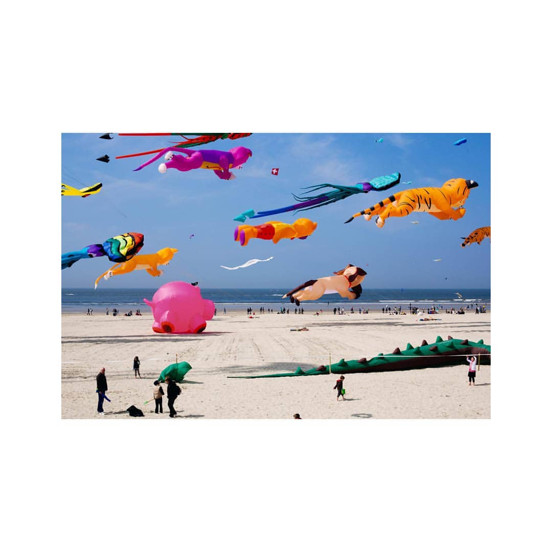 Beach festival with colorful animal-shaped kites soaring in the blue sky above the crowded shoreline on a sunny day at the coast.
