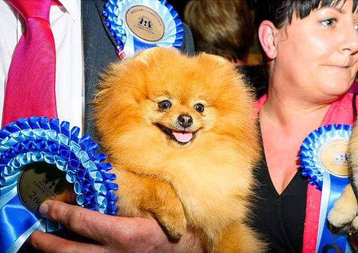 Orange Pomeranian dog being held by two people wearing competition ribbons at a dog show, close-up shot, indoor, bright lighting.
