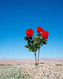 Three vibrant red roses with green leaves standing upright in a pile of grey gravel against a clear blue sky.