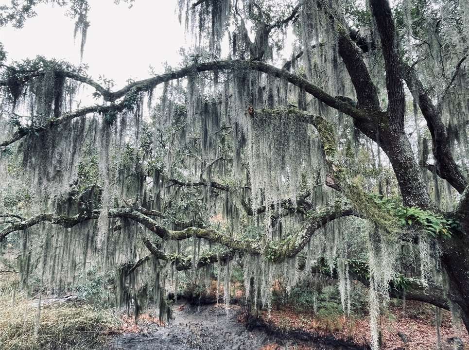 Lush trees draped with hanging Spanish moss create a serene, almost ethereal outdoor landscape on a cloudy day.