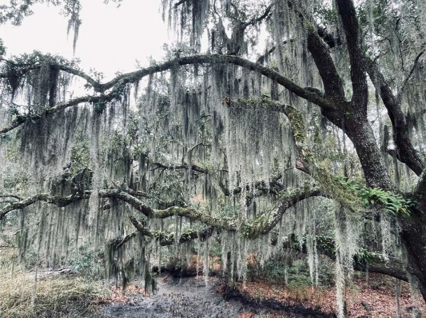Lush trees draped with hanging Spanish moss create a serene, almost ethereal outdoor landscape on a cloudy day.