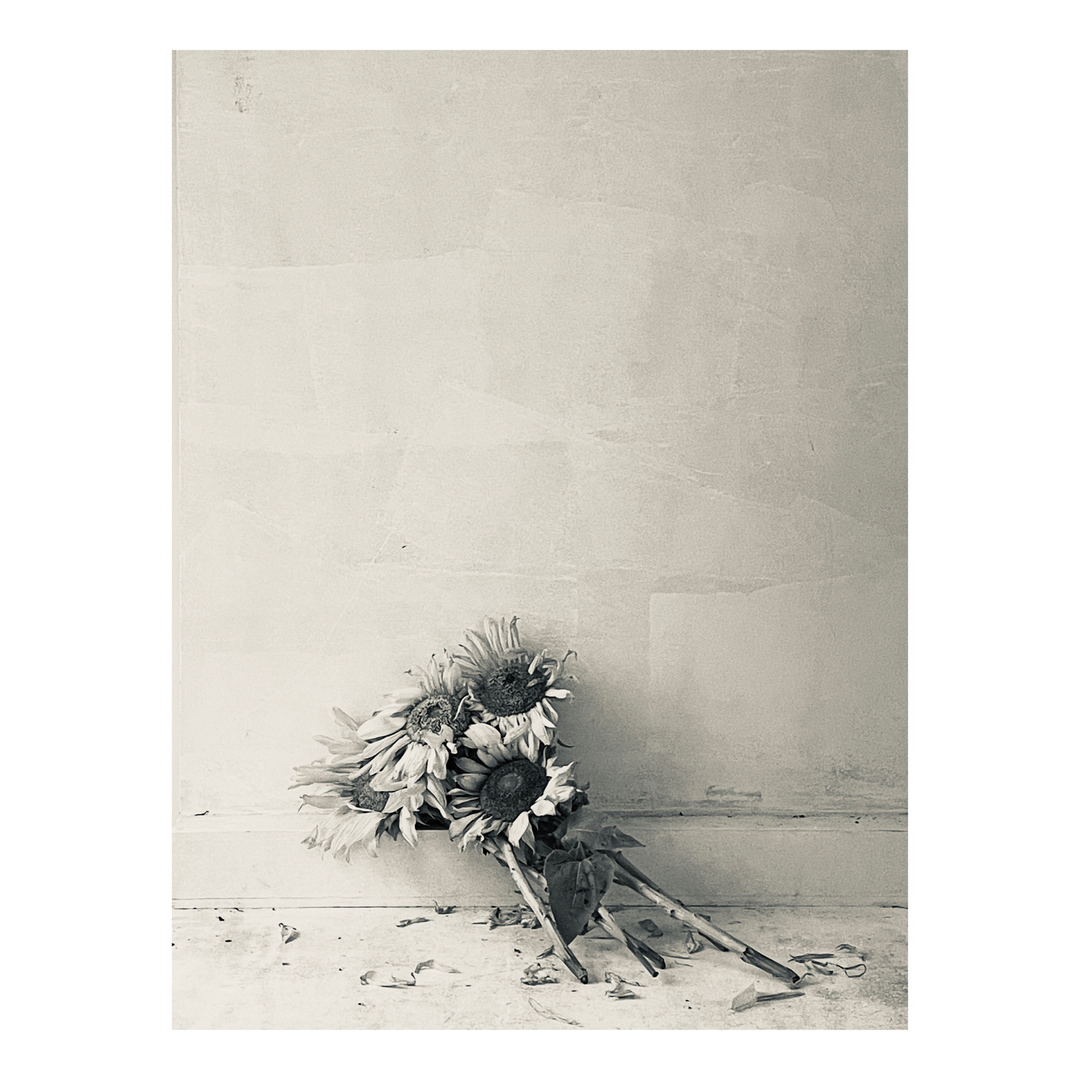 Still life of a bouquet of sunflowers leaning against a light-colored wall with fallen petals on the floor in a muted color palette.