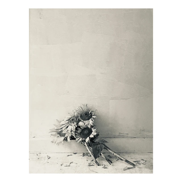 Still life of a bouquet of sunflowers leaning against a light-colored wall with fallen petals on the floor in a muted color palette.
