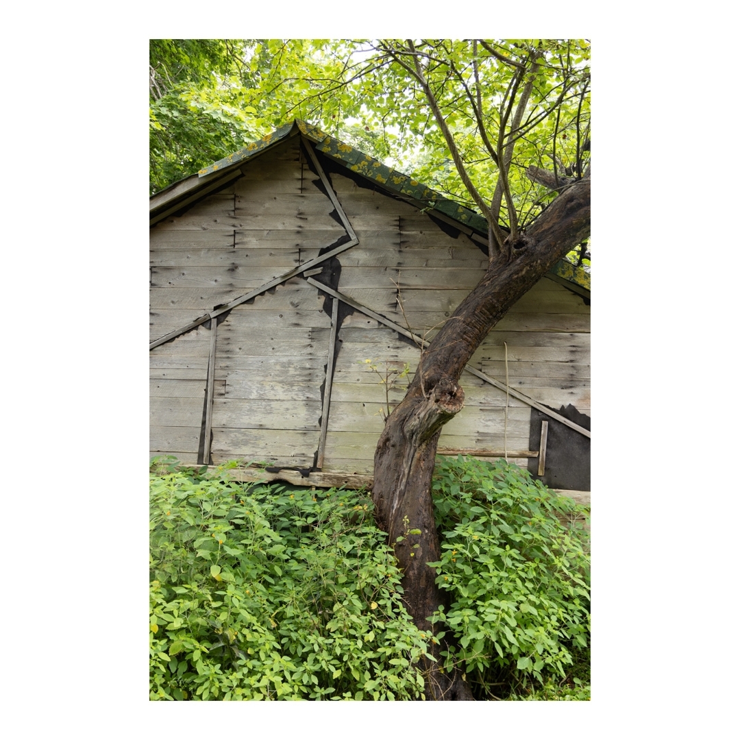 Rustic weathered shed in overgrown garden setting with mature tree trunk and lush green foliage in an outdoor environment.