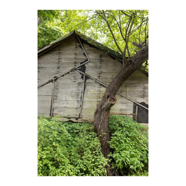 Rustic weathered shed in overgrown garden setting with mature tree trunk and lush green foliage in an outdoor environment.