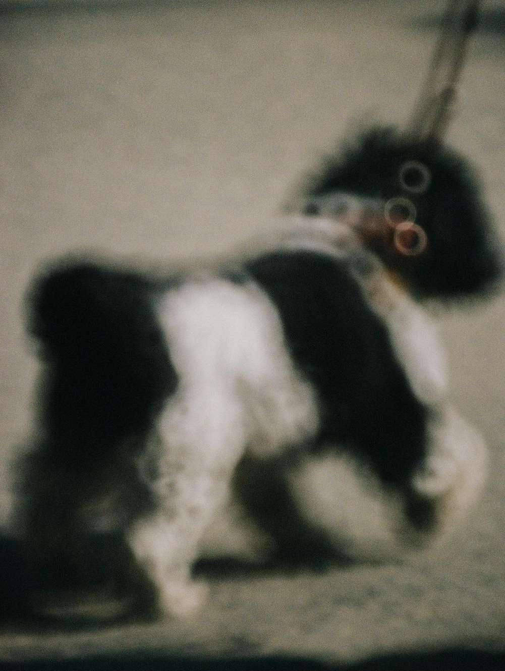 Black and white dog with a collar stands on a flat surface in a slightly blurry medium shot, evoking a vintage or artistic feel.