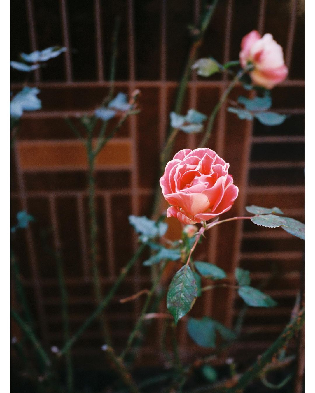 Close-up of a pink rose with green leaves and stems, set against a blurred, reddish-brown grid background, creating an intimate garden portrait.
