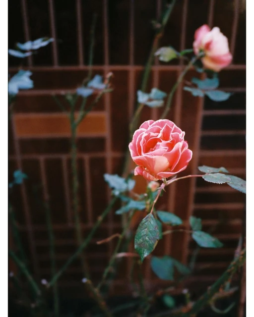 Close-up of a pink rose with green leaves and stems, set against a blurred, reddish-brown grid background, creating an intimate garden portrait.