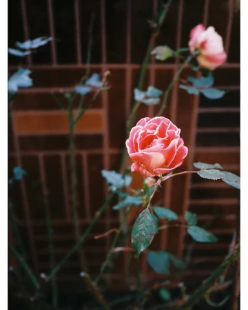 Close-up of a pink rose with green leaves and stems, set against a blurred, reddish-brown grid background, creating an intimate garden portrait.