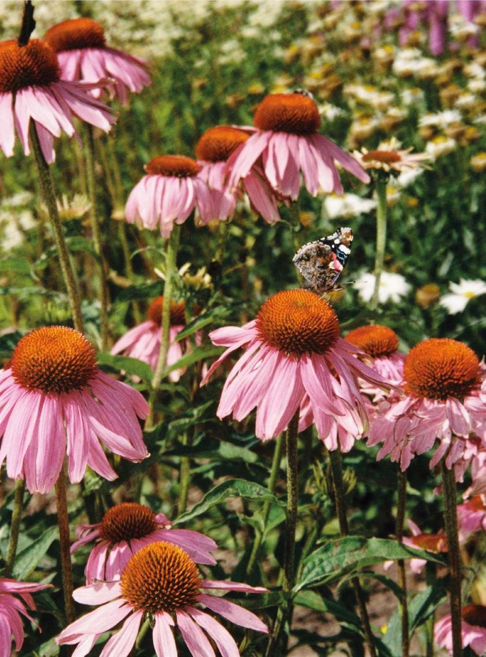 Close-up of Echinacea flowers in full bloom with a butterfly on one blossom. The field is filled with pink and white flowers.