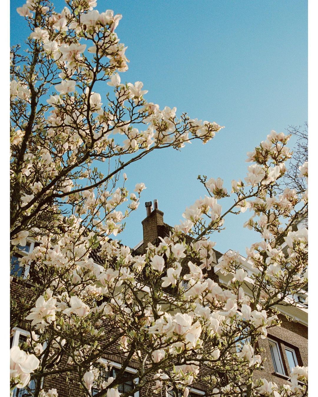 Low-angle view of a blossoming tree with white flowers against a clear blue sky, with a building visible in the background.