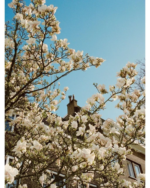Low-angle view of a blossoming tree with white flowers against a clear blue sky, with a building visible in the background.