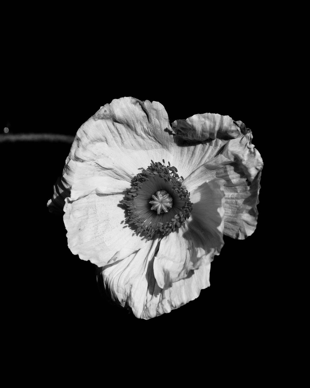 Monochrome photograph of a single poppy flower in full bloom, showcasing detailed petals and texture against a stark black background.