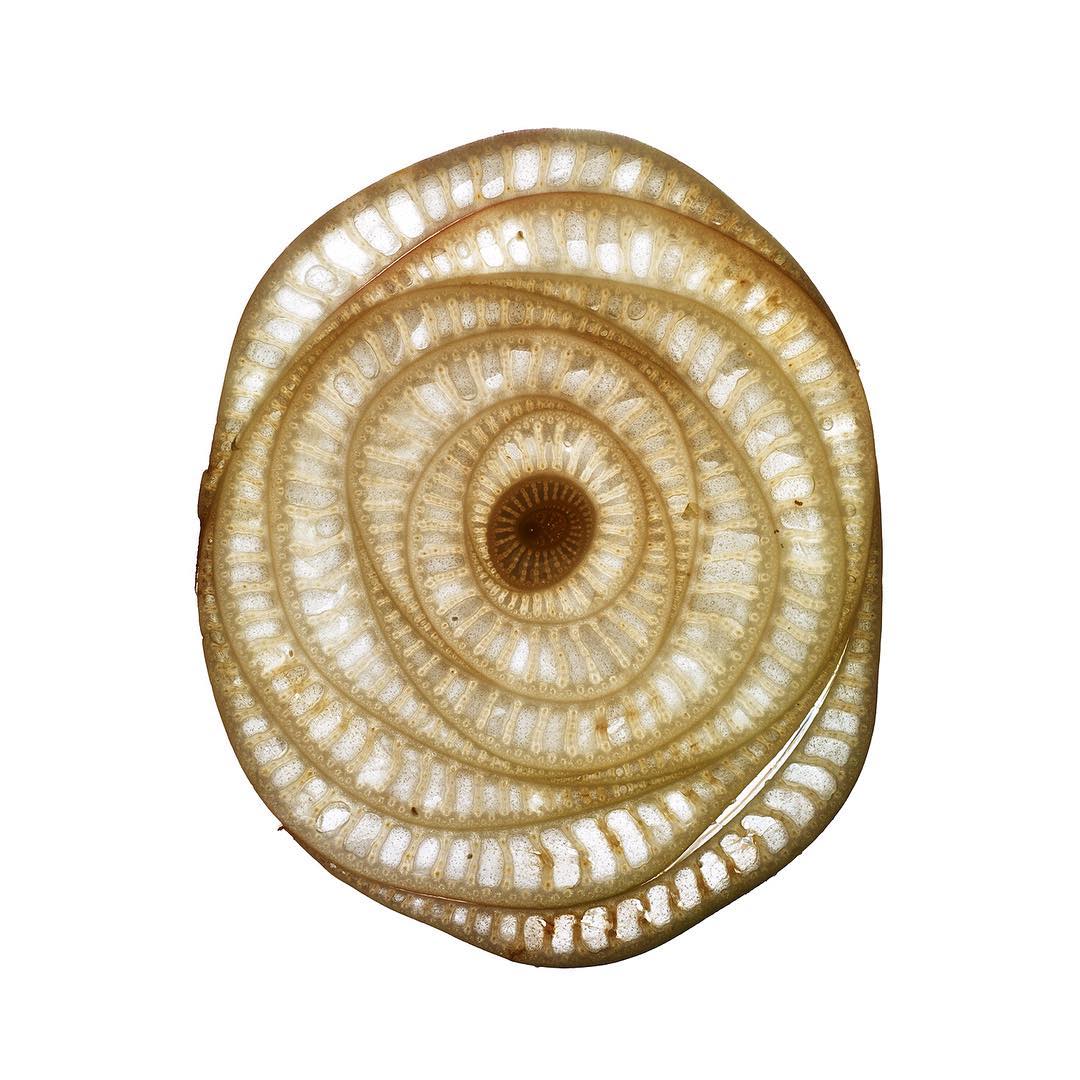 Macro photograph showcasing a detailed cross-section of a banana stalk, revealing concentric circles and intricate cellular structures, isolated on white.