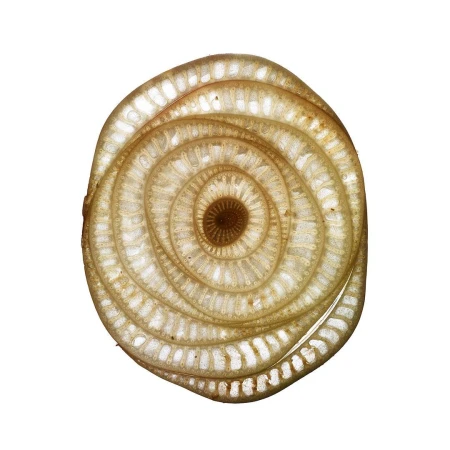 Macro photograph showcasing a detailed cross-section of a banana stalk, revealing concentric circles and intricate cellular structures, isolated on white.
