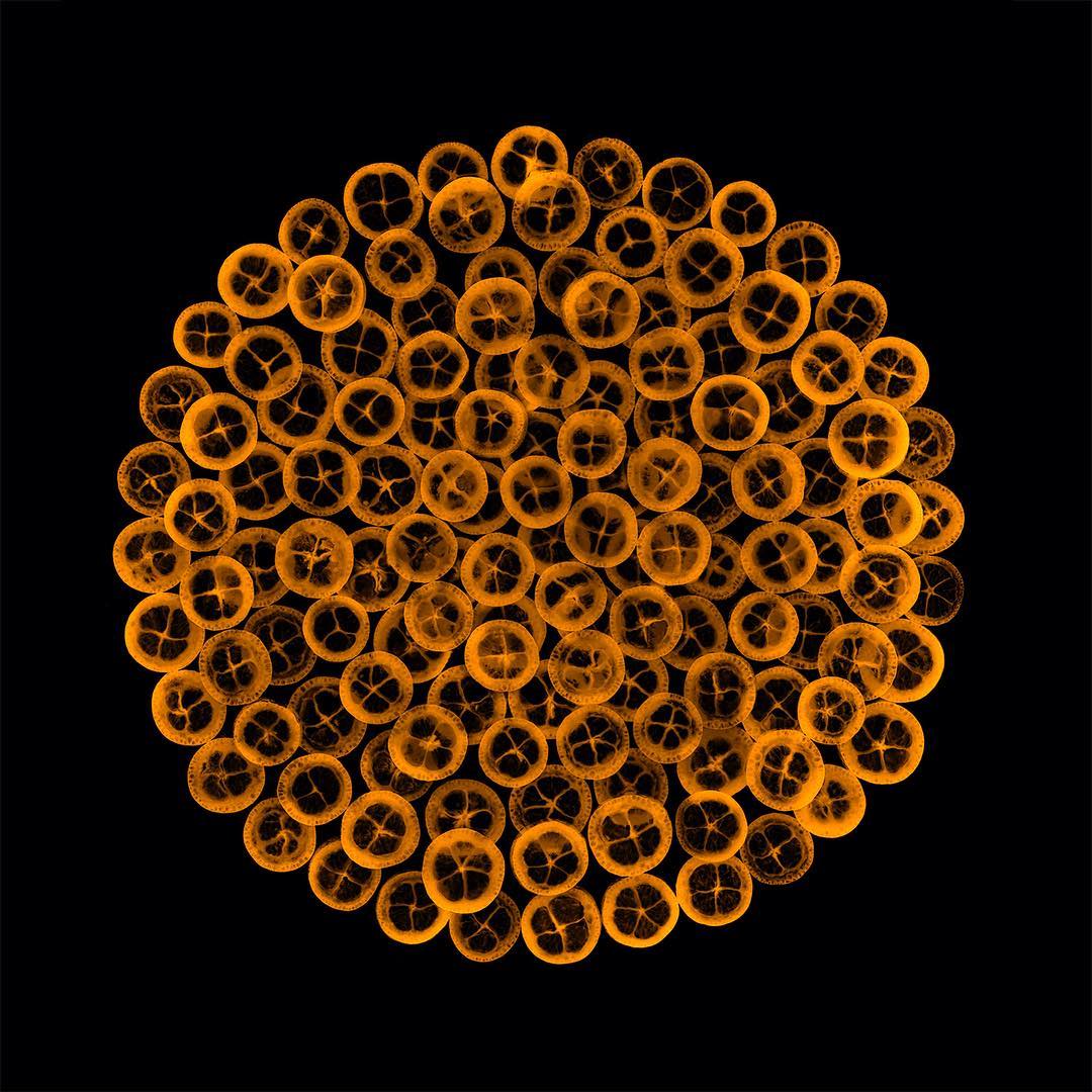Abstract amber-colored cellular structure composed of spheres with internal divisions against a solid black background in a graphic composition.