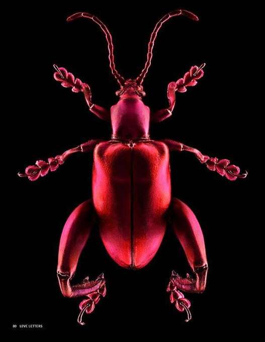 Macro photograph of a detailed red beetle with long antennae against a stark black background, emphasizing its unique anatomy and vibrant color.