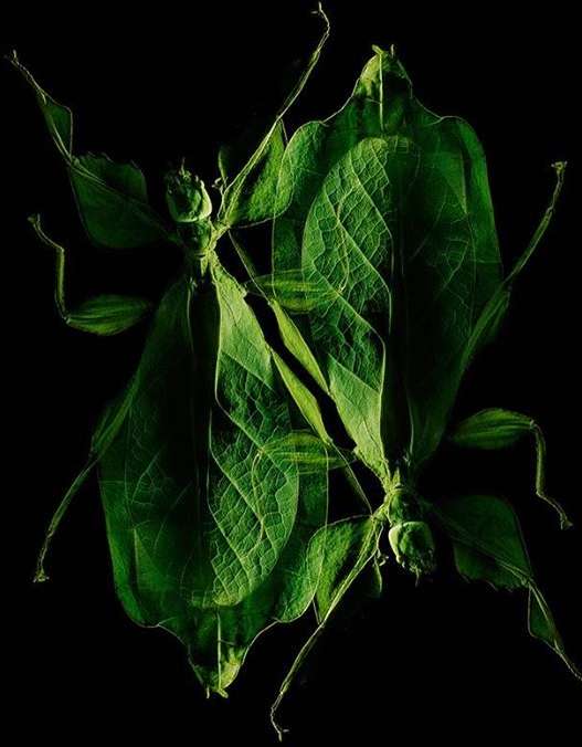 Two leaf insects with detailed patterns are arranged on a black background, creating a mirrored or symmetrical composition.