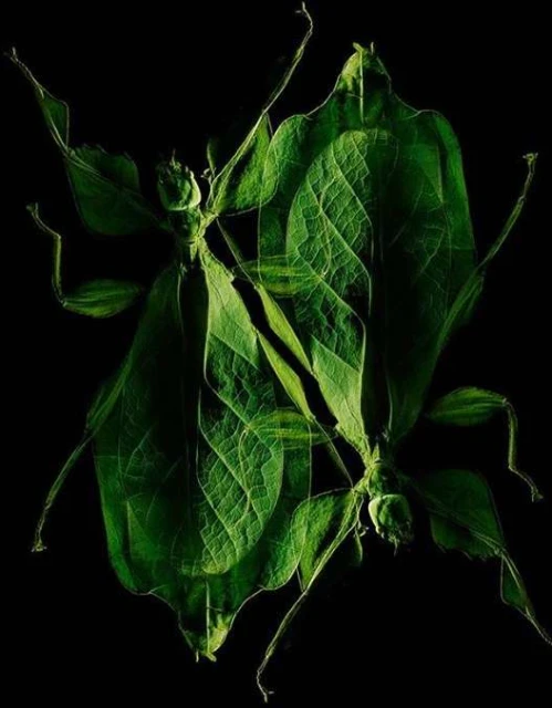 Two leaf insects with detailed patterns are arranged on a black background, creating a mirrored or symmetrical composition.