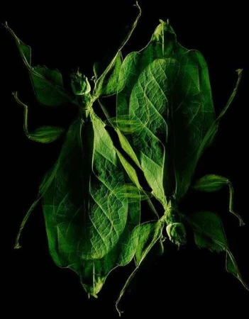 Two leaf insects with detailed patterns are arranged on a black background, creating a mirrored or symmetrical composition.