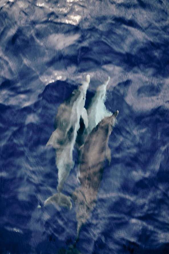 A group of dolphins swimming in the blue ocean water, showcasing their sleek bodies and natural habitat.