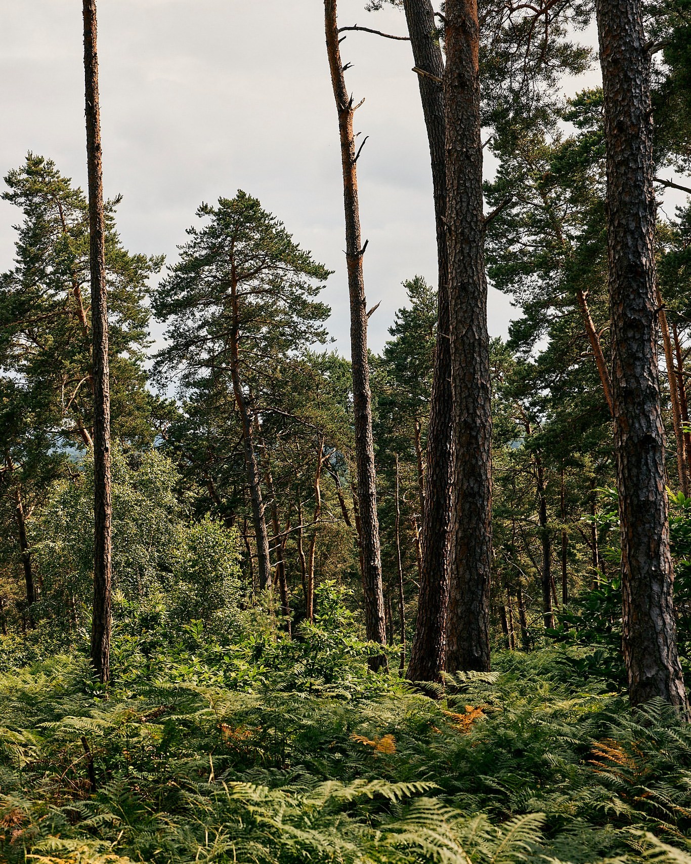 Sunlit woodland scene featuring tall pine trees and vibrant green ferns covering the forest floor under an overcast sky.