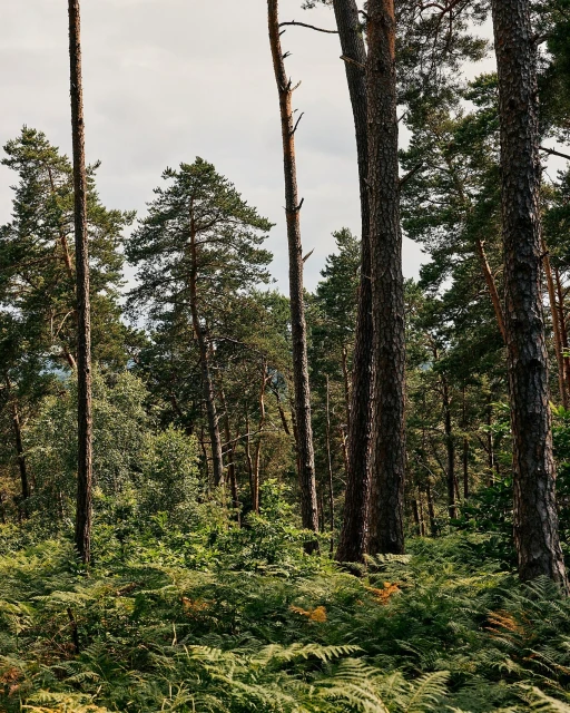 Sunlit woodland scene featuring tall pine trees and vibrant green ferns covering the forest floor under an overcast sky.