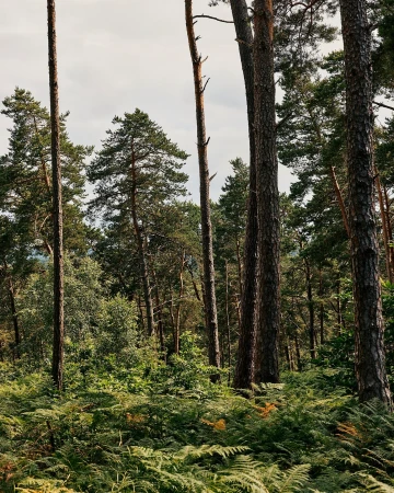 Sunlit woodland scene featuring tall pine trees and vibrant green ferns covering the forest floor under an overcast sky.