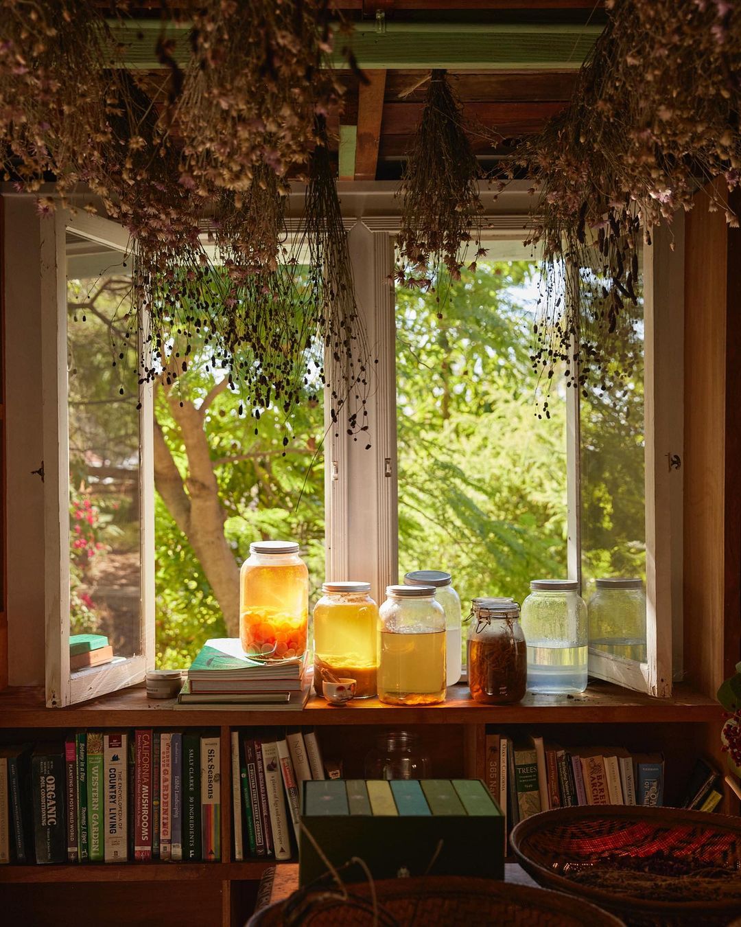 Sunlit window with jars of colorful liquids, books, and dried flowers hanging above; view to green backyard and trees.