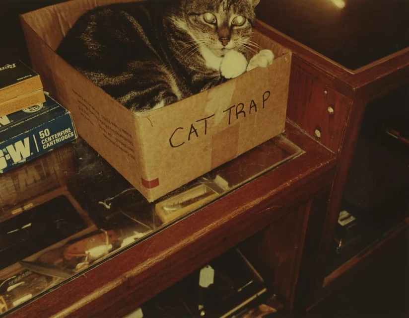 Tabby cat sits inside a cardboard box labeled 'CAT TRAP' on a glass-topped wooden table with boxes and merchandise underneath.